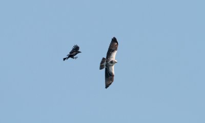 Buizerd met Zwarte Kraai (Common Buzzard with Carrion Crow)
