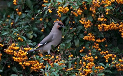 Pestvogel/Waxwing