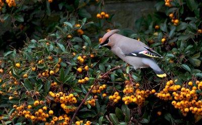 Pestvogel/Waxwing