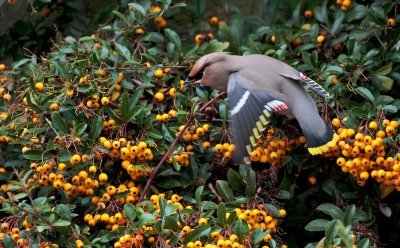 Pestvogel/Waxwing