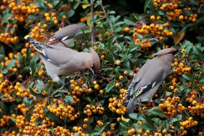 Pestvogel/Waxwing