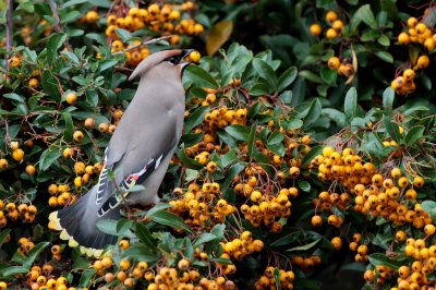 Pestvogel/Waxwing