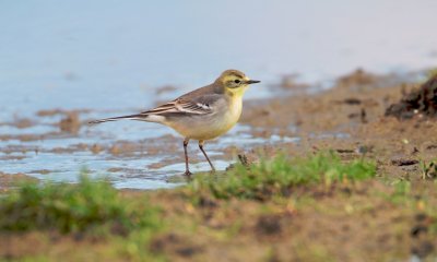 Citroenkwikstaart/Citrine Wagtail