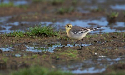 Citroenkwikstaart/Citrine Wagtail