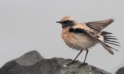 Woestijntapuit/Desert Wheatear