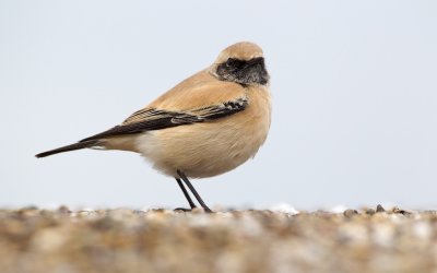 Woestijntapuit/Desert Wheatear