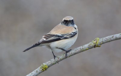 Woestijntapuit/Desert Wheatear