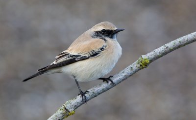 Woestijntapuit/Desert Wheatear