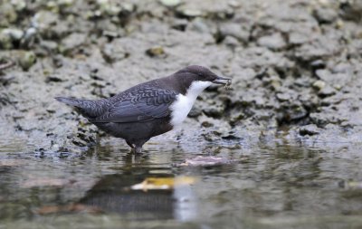 Waterspreeuw/Dipper