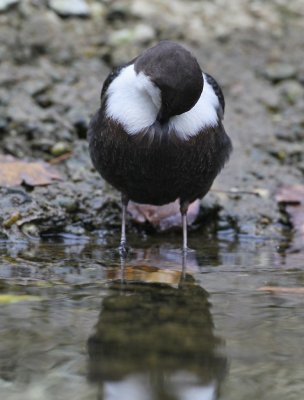 Waterspreeuw/Dipper