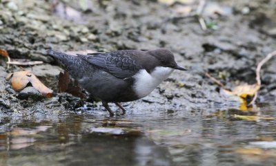 Waterspreeuw/Dipper