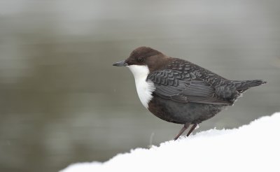 Waterspreeuw/Dipper