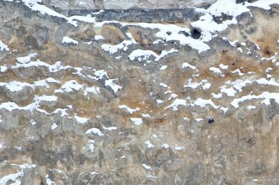 Rotskruiper/Wallcreeper