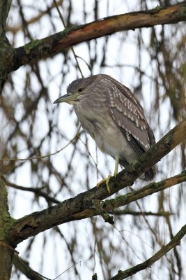 Kwak/Night Heron