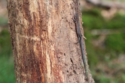 Levendbare Hagedis/Viviparous Lizard 