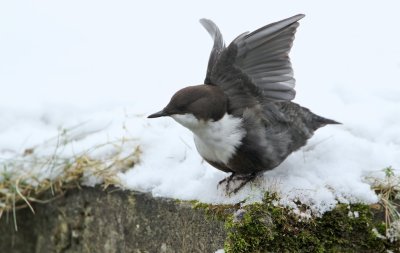 Waterspreeuw/Dipper