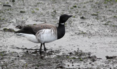 Witbuikrotgans/Pale-bellied Brent Goose
