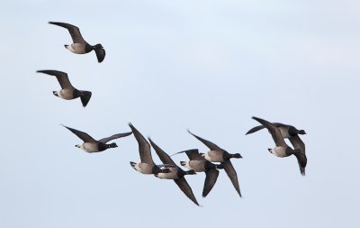 Witbuikrotgans/Pale-bellied Brent Goose