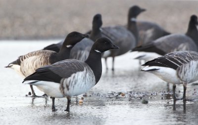 Witbuikrotgans/Pale-bellied Brent Goose