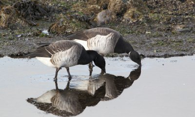 Witbuikrotgans/Pale-bellied Brent Goose