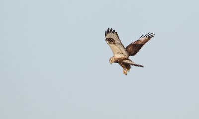 Ruigpootbuizerd/Rough-legged Buzzard