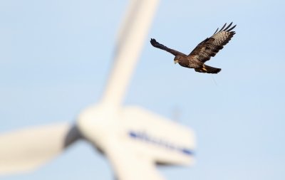 Buizerd/Common Buzzard