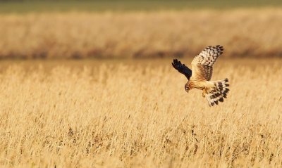 Blauwe Kiekendief/Hen Harrier