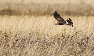 Blauwe Kiekendief/Hen Harrier