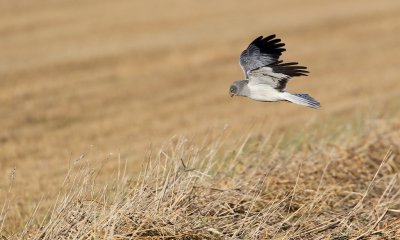 Blauwe Kiekendief/Hen Harrier