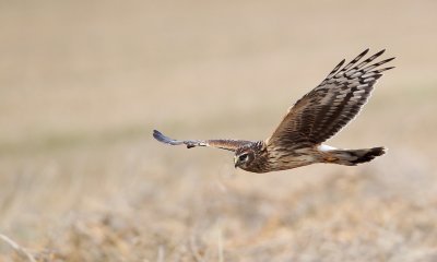 Blauwe Kiekendief/Hen Harrier