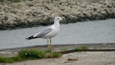 Ringsnavelmeeuw/Ring-billed Gull
