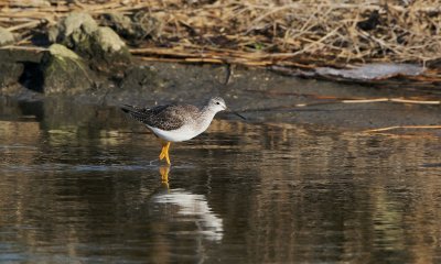 Grote Geelpootruiter (Greater Yellowlegs)