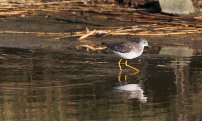 Grote Geelpootruiter (Greater Yellowlegs)