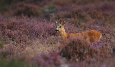 Ree/Roe Deer