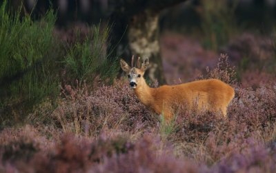 Ree/Roe Deer