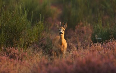 Ree/Roe Deer