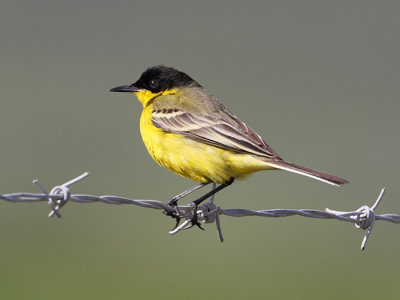 Black Headed Yellow Wagtail
