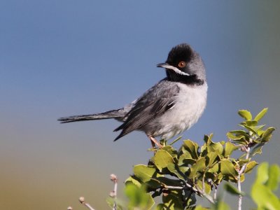 Ruppell's Warbler