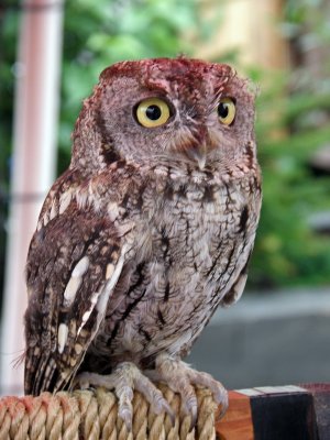 Screech Owl Ketchikan Alaska