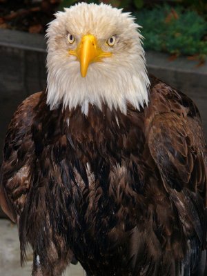 Eagle Ketchikan Alaska
