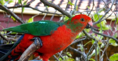 Young Male King Parrot. (Alisterus scapularis)