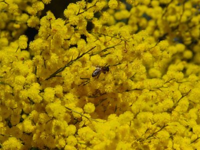 Bee in Wattle.jpg