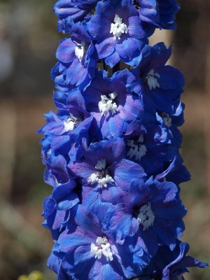 Delphinium