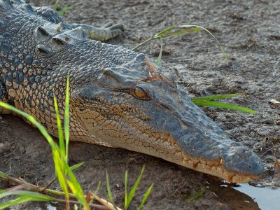 P6084388.jpg    Salt water crocodile