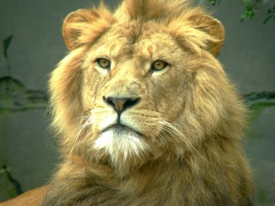 King