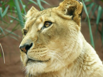 Lioness