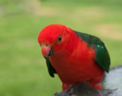 Male King Parrot (Alisterus scapularis)