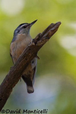 Algerian Nuthatch (male)_A8T0008.jpg