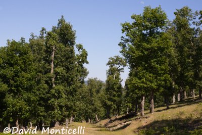 Tamentout Forest (Petite Kabylie)_A8T0090.jpg