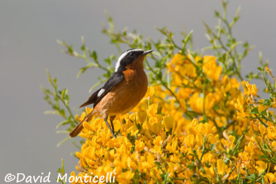 Moussier's Redstart_A8T0177.jpg